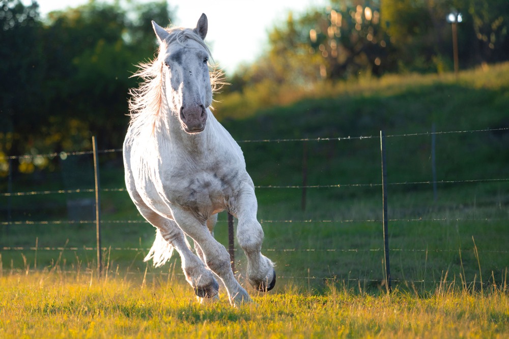 Bosmar Lacotè Cheval Vapeur 2