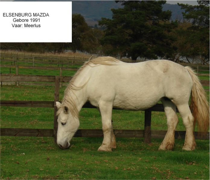 Dame Elsenburg Mazda_Gemini Maurice