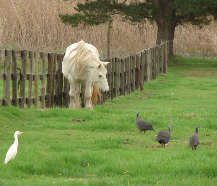 Dame Elsenburg Mazda_Gemini Maurice 3