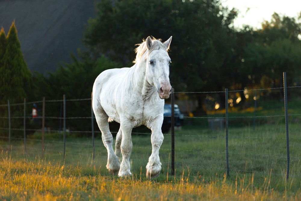 Gemini Maurice Elsenburg Mbeki _Isidore 4