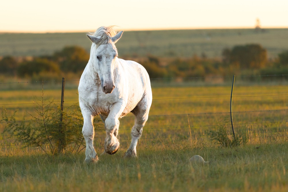 Gemini Maurice Elsenburg Mbeki _Isidore 5