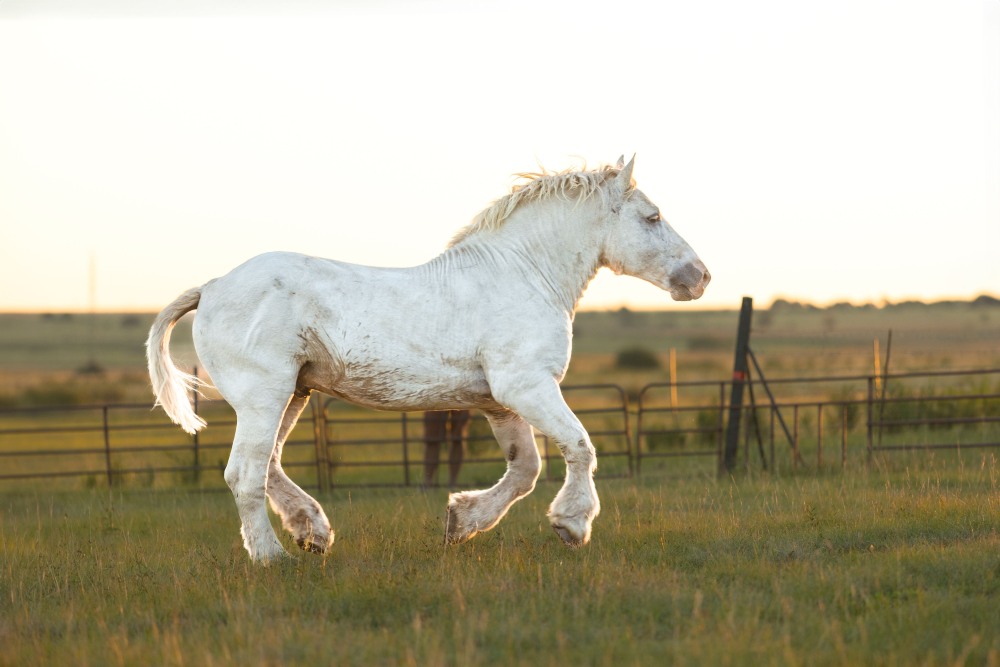 Gemini Maurice Elsenburg Mbeki _Isidore 6