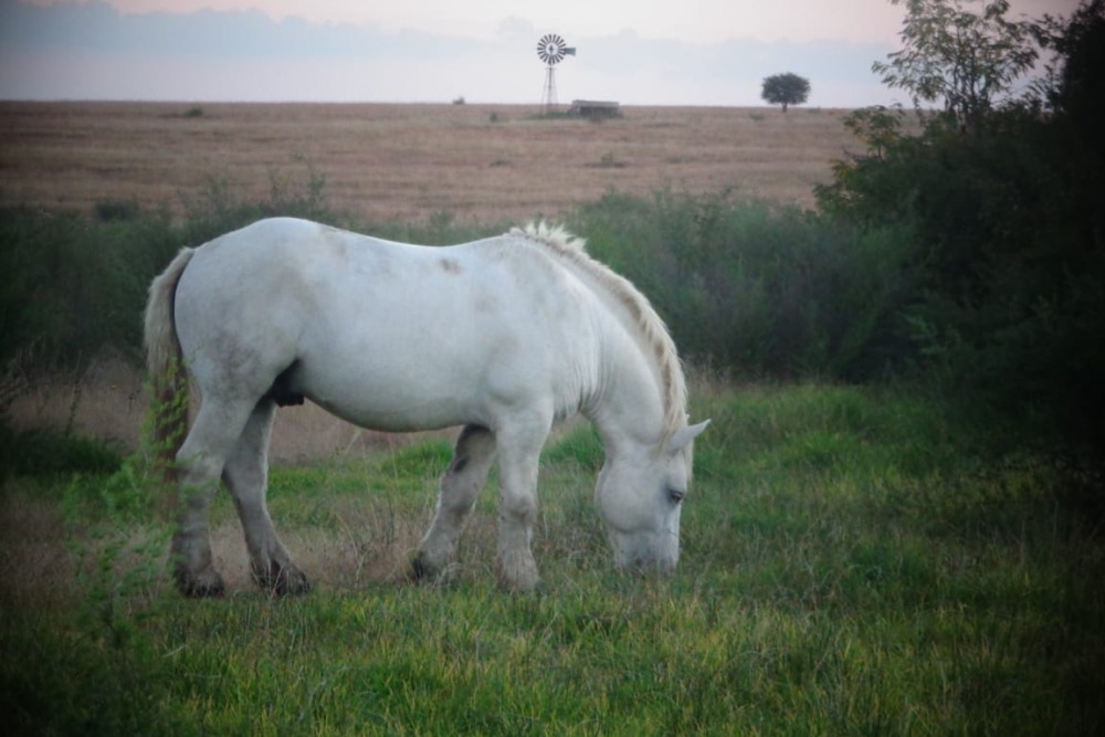 Gemini Maurice Elsenburg Mbeki _Isidore 3