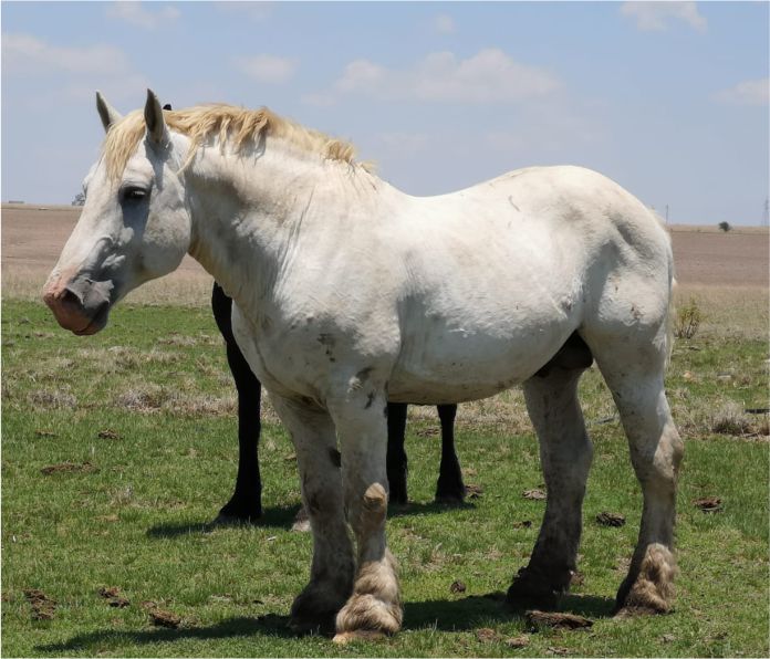 Isidore_sire_mbeki 4