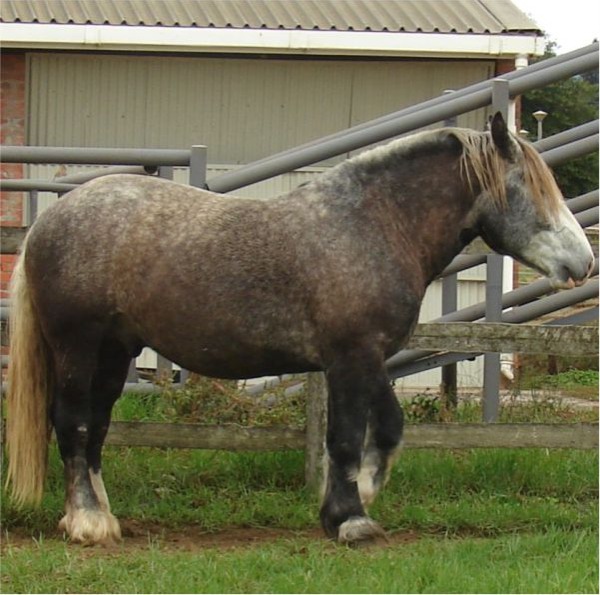 Sire Elsenburg Mbeki 3