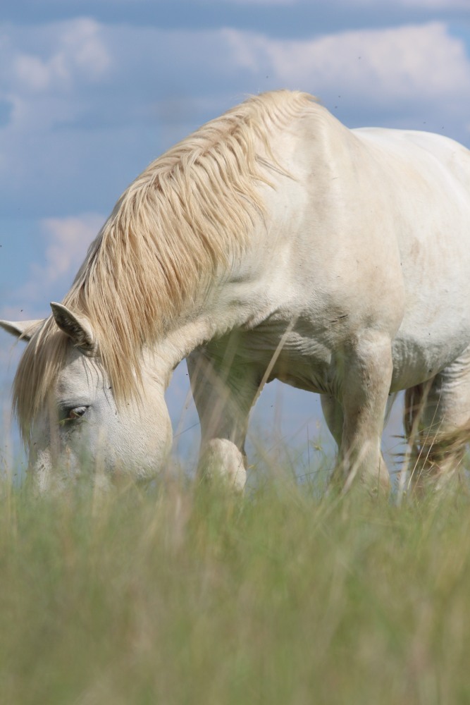 Lacote and  Montserrat2