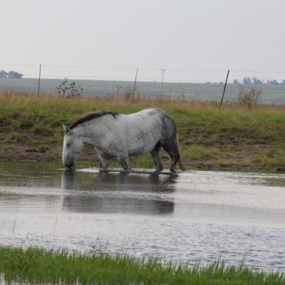 Pure Bred Percheron Sport Horses033