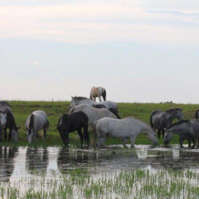 Pure Bred Percheron Sport Horses036