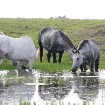 Pure Bred Percheron Sport Horses040