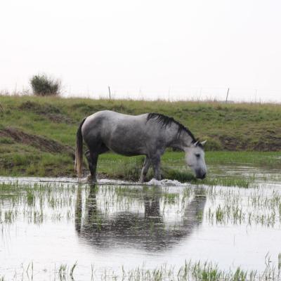 Pure Bred Percheron Sport Horses042