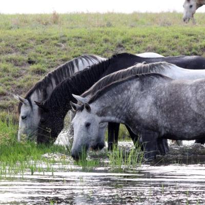 Pure Bred Percheron Sport Horses061
