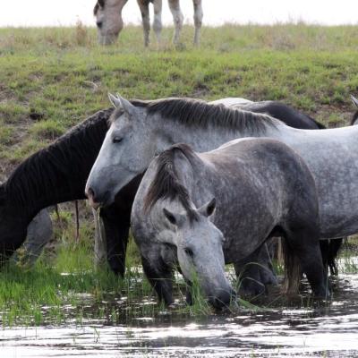Pure Bred Percheron Sport Horses067